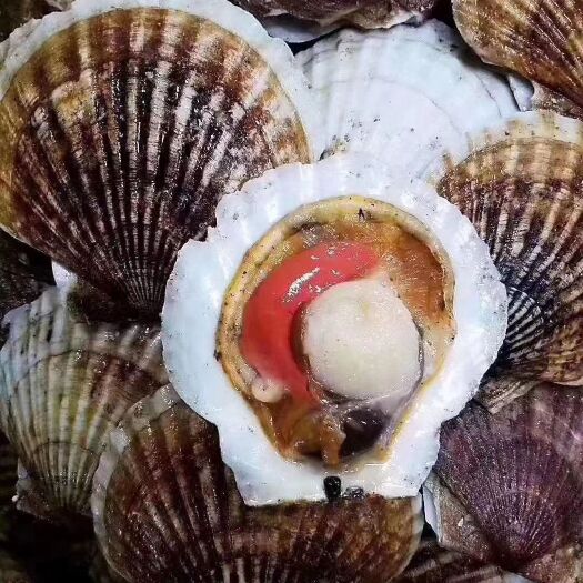 虾夷扇贝，扇贝，肉质饱满的6到7