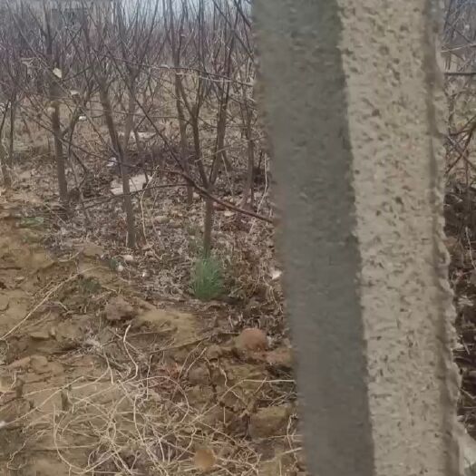 盖州市寒富苹果树苗  占地树2公分苹果小树，2公分李子小树走量，