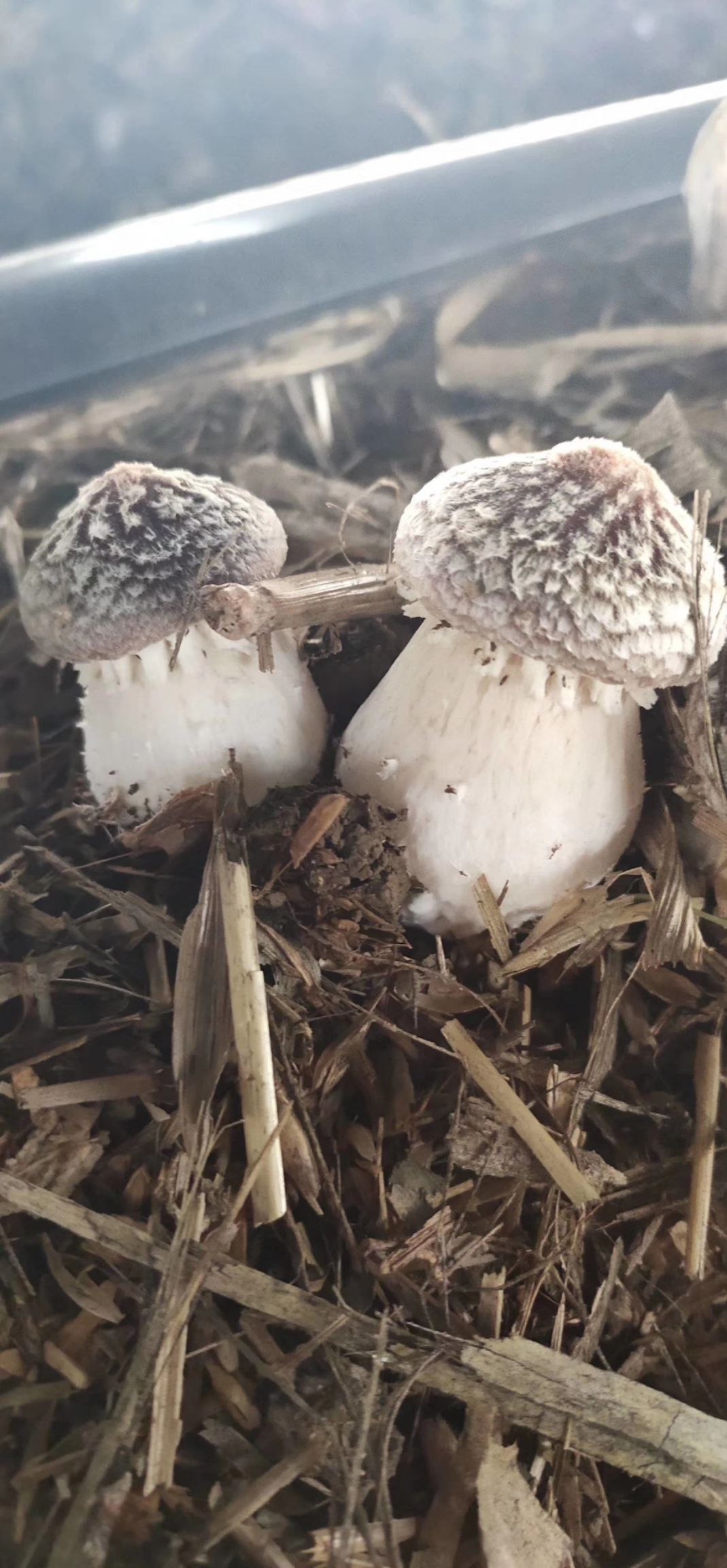  赤松茸鲜货