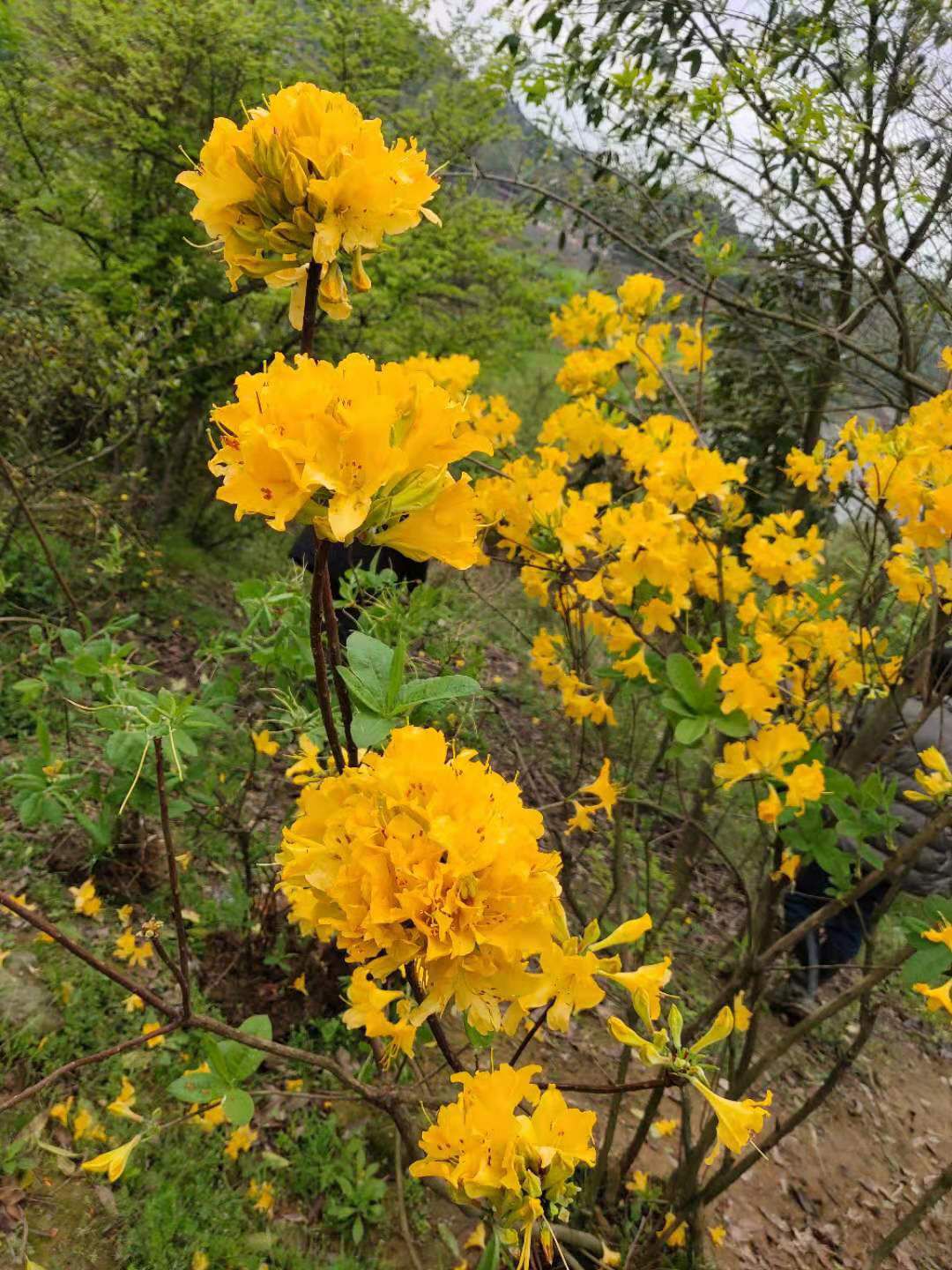 羊踯躅  供应，黄花杜，干花，袋装标准土球，欢迎选购