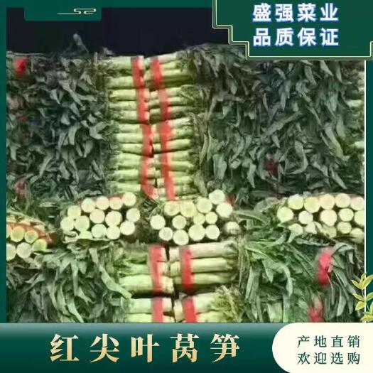 郯城县青尖叶莴笋  精品莴苣大量上市，产地直供～量大从优