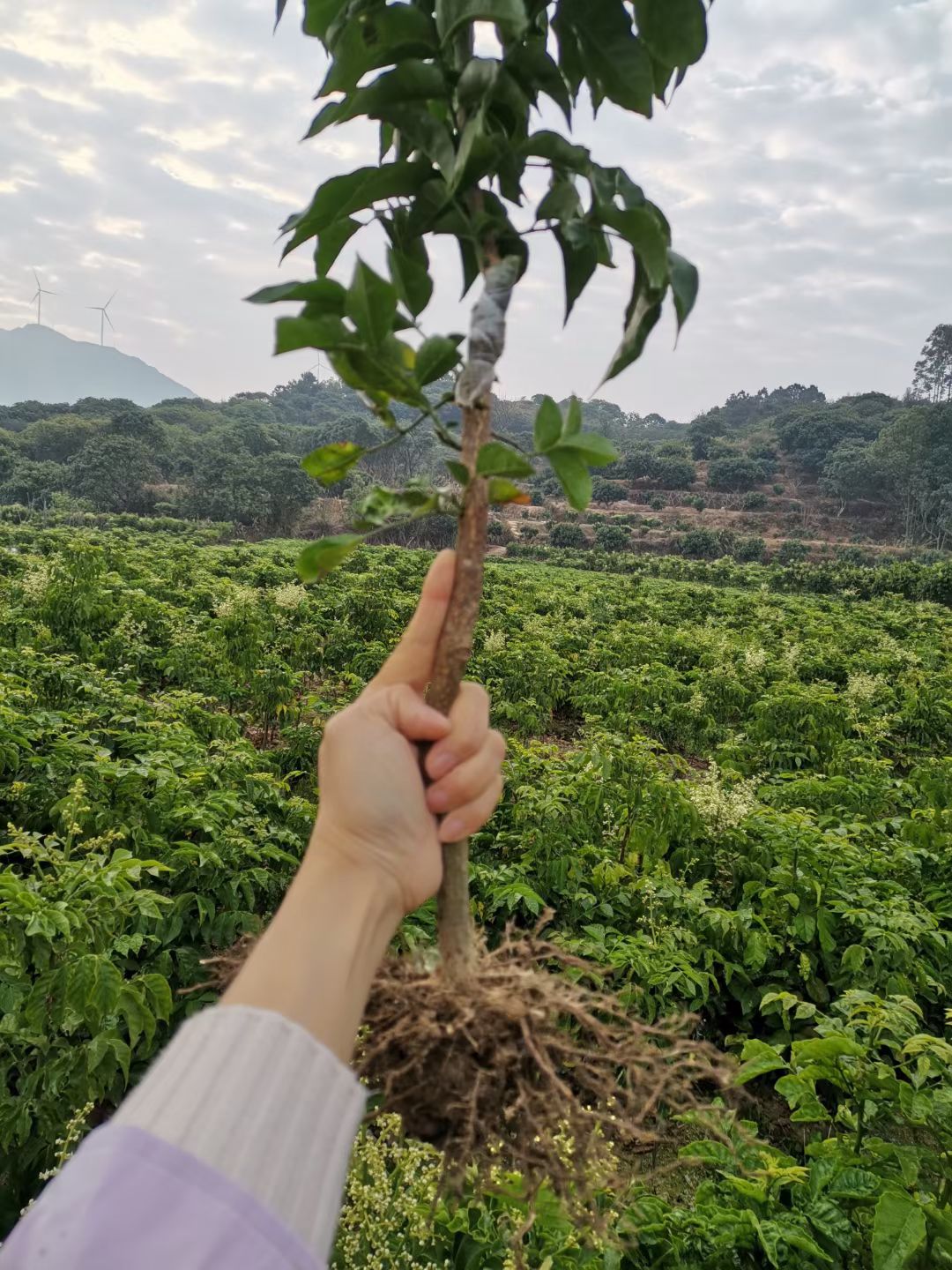 黑黄皮果苗  黑黄皮速长苗大量出售
