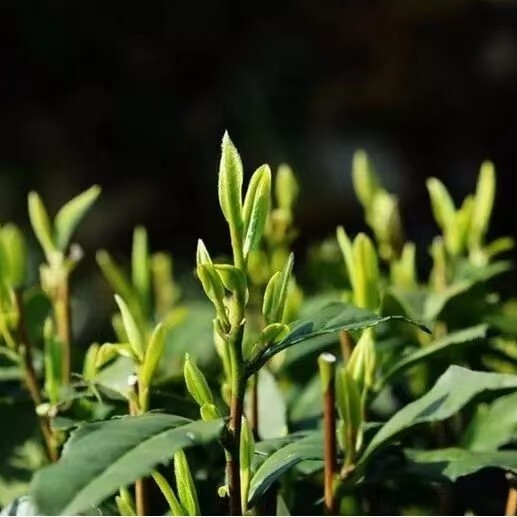 日照雪青茶  正宗春季绿茶上新欢迎选购