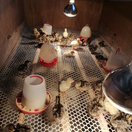 东台市 火鸡苗，青铜系，尼古拉系火鸡苗，量大优惠