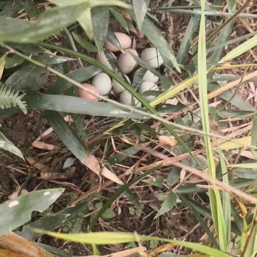 绍兴 散养初生土鸡蛋