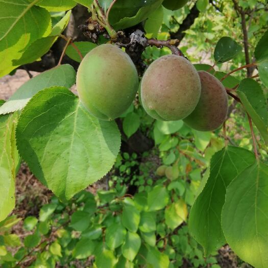 新绛县金太阳杏 山西金太阳早期青杏