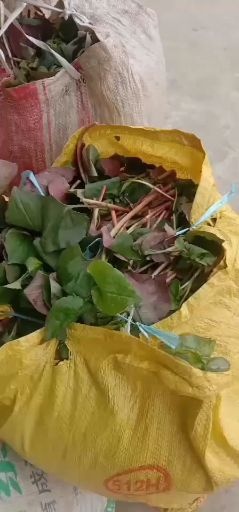 德阳红茎鱼腥草  大量出售折耳根.嫩叶子带冷库可以预冷