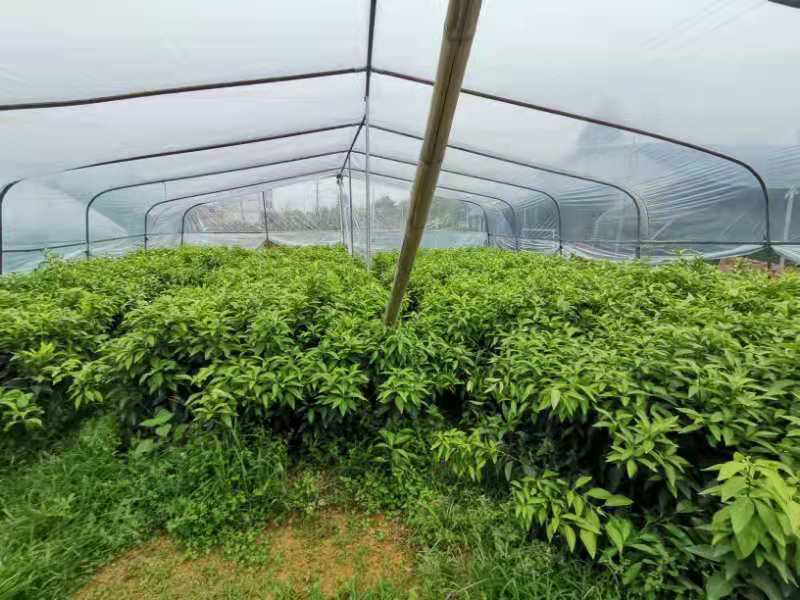 红美人柑桔苗 红美人，带花蕾，当年可结果