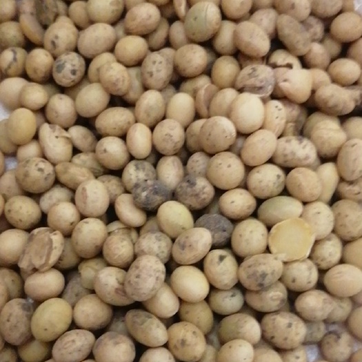 获嘉县大豆 我们获嘉县的纯本地黄豆，泥脸豆做食品加工的