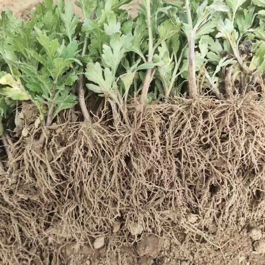 金丝皇菊花苗，各种菊花苗
