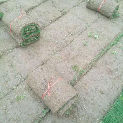嘉鱼县马尼拉草皮 草坪