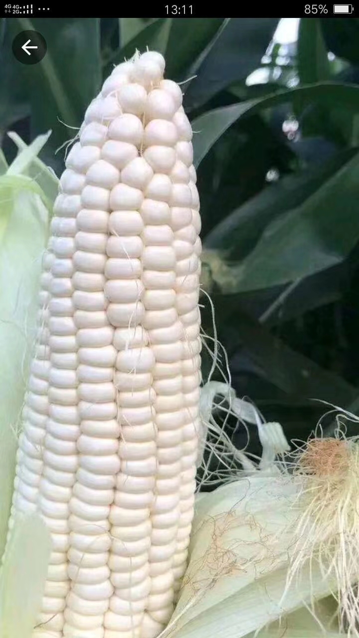 新鲜玉米.万糯2000.甜加糯928