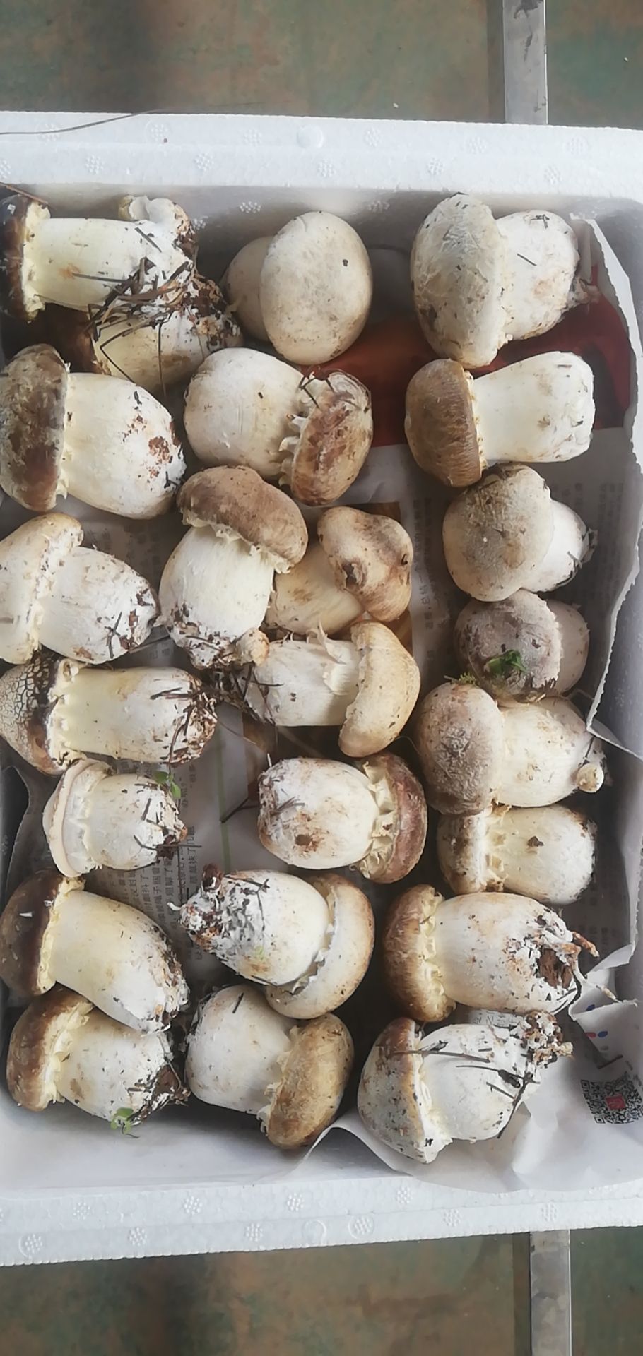  赤松茸鲜货