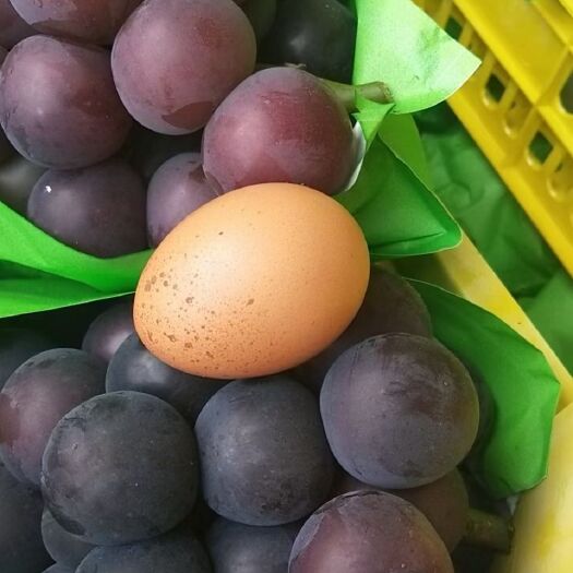 莱西市乒乓球葡萄  青岛莱西精品乒乓球藤稔葡萄现已大量上市，欢迎全国各地老板采购