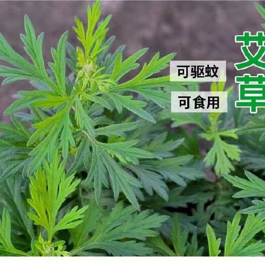 唐河县艾草苗  慕香草种子驱蚊草种子薰衣花草花种子庭院阳台盆栽花卉