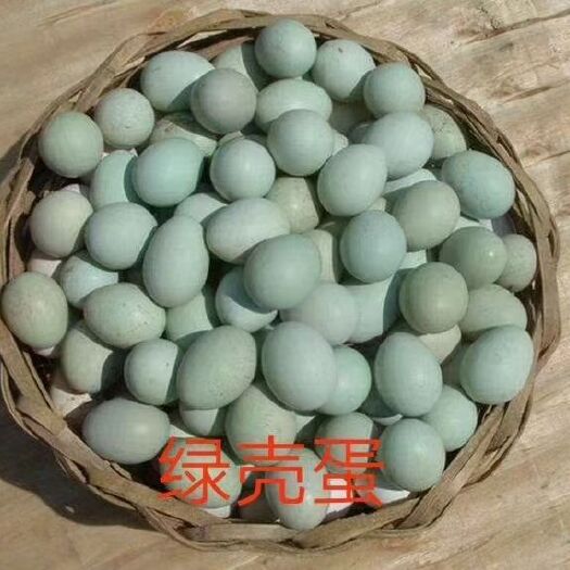 济南绿壳蛋 新鲜的绿壳鸡蛋