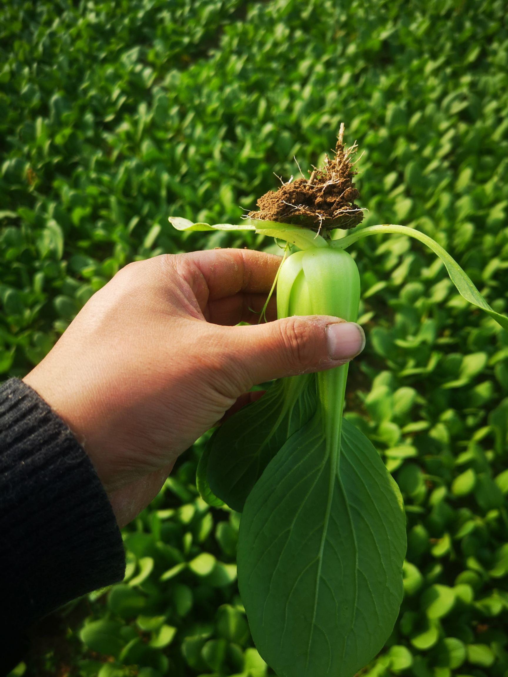 商丘市200亩大棚小油菜种植基地，精品小中棵上海青/小油菜