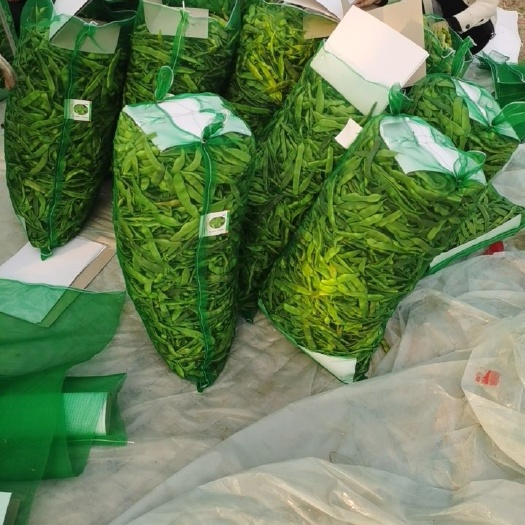 油豆角  精品油豆，大棚油豆种植基地