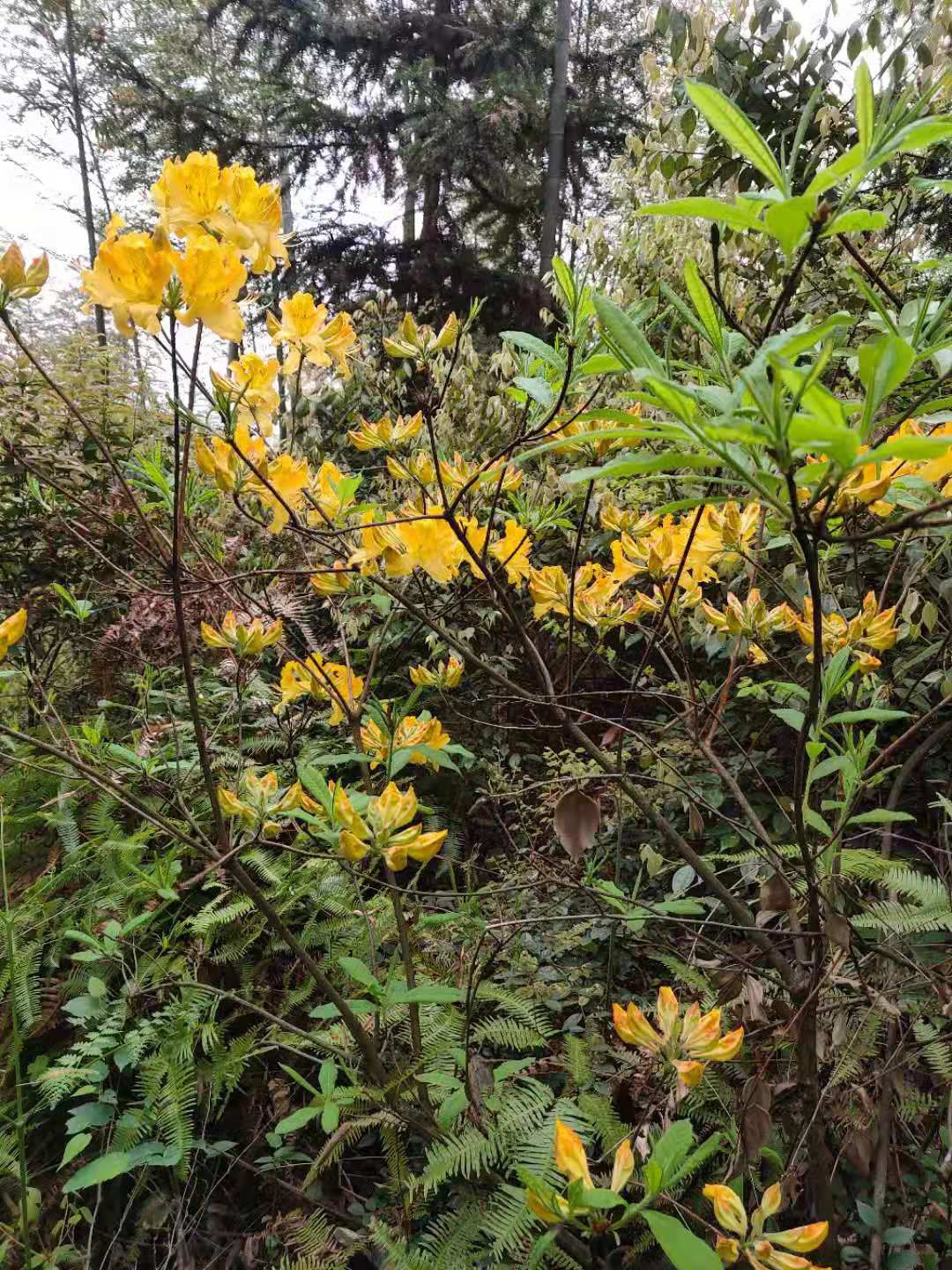 羊踯躅  供应，黄花杜，干花，袋装标准土球，欢迎选购