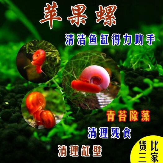沈阳淡水螺 苹果螺闯缸螺狗头磨牙，活体螺