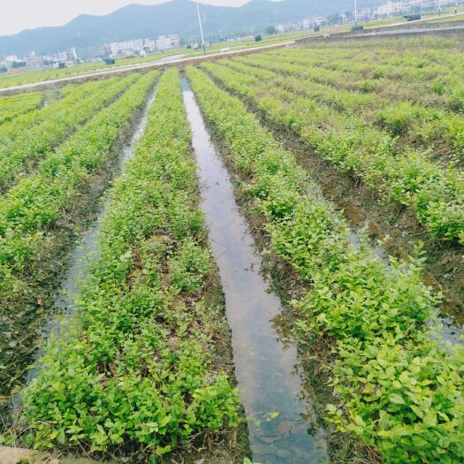 横州市茉莉花苗