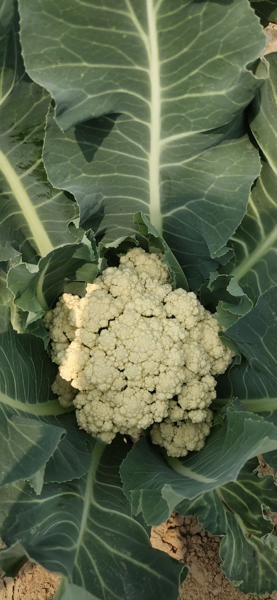 白花菜花 有机花菜 精品花菜