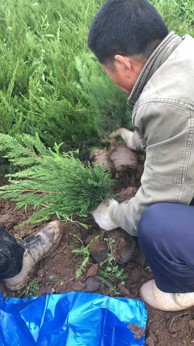 小龙柏  龙柏地栽龙柏龙柏杯苗陕西龙柏