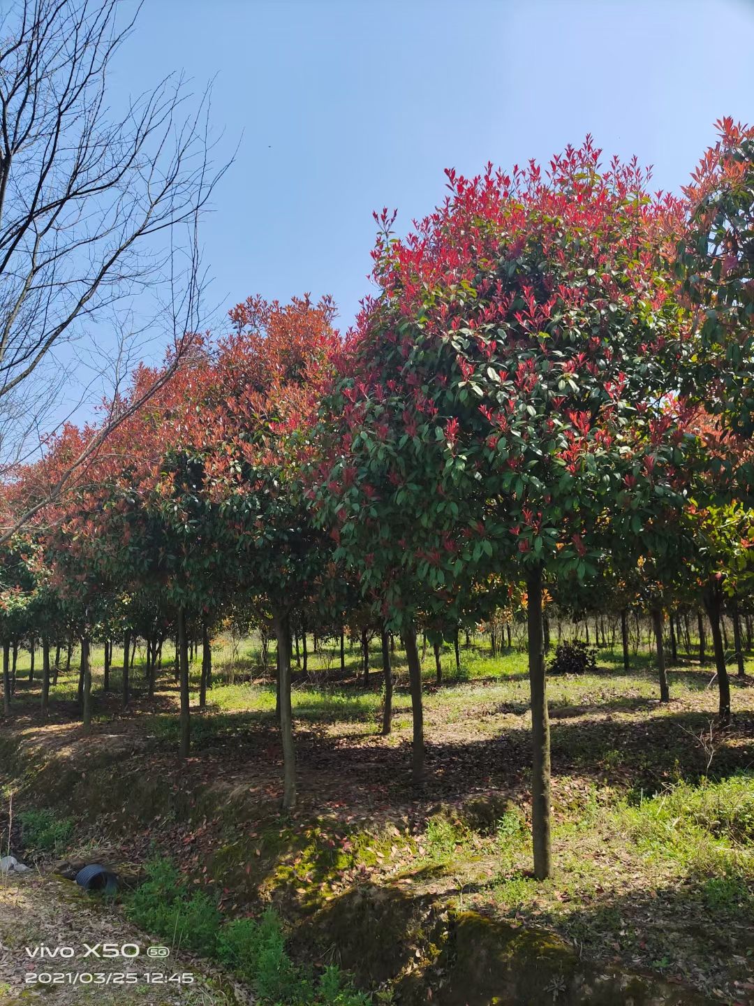 高杆红叶石楠 大量供应1-15公分红叶石楠