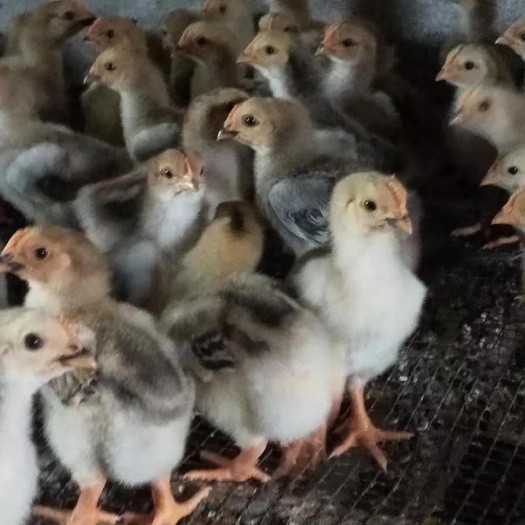 南宁K9鸡苗  半大脱温K9肉鸡，单重三到四两，品种纯正，长速快