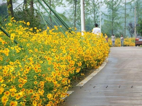 地被植物  金鸡菊，大花金鸡菊，金鸡菊种植基地，金鸡菊产地