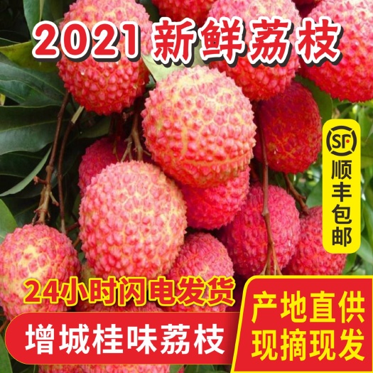 广州广州正宗增城桂味荔枝现摘新鲜荔枝应季水果