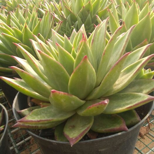 昆明多肉植物口红
