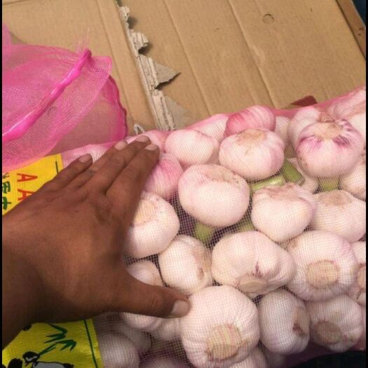 周口红皮蒜 2021新蒜湿蒜
