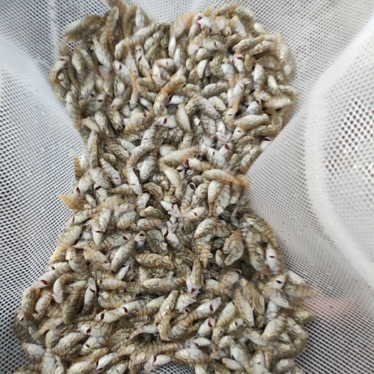 儋州市珍珠龙胆石斑鱼  海南珍珠靓货567公分大量