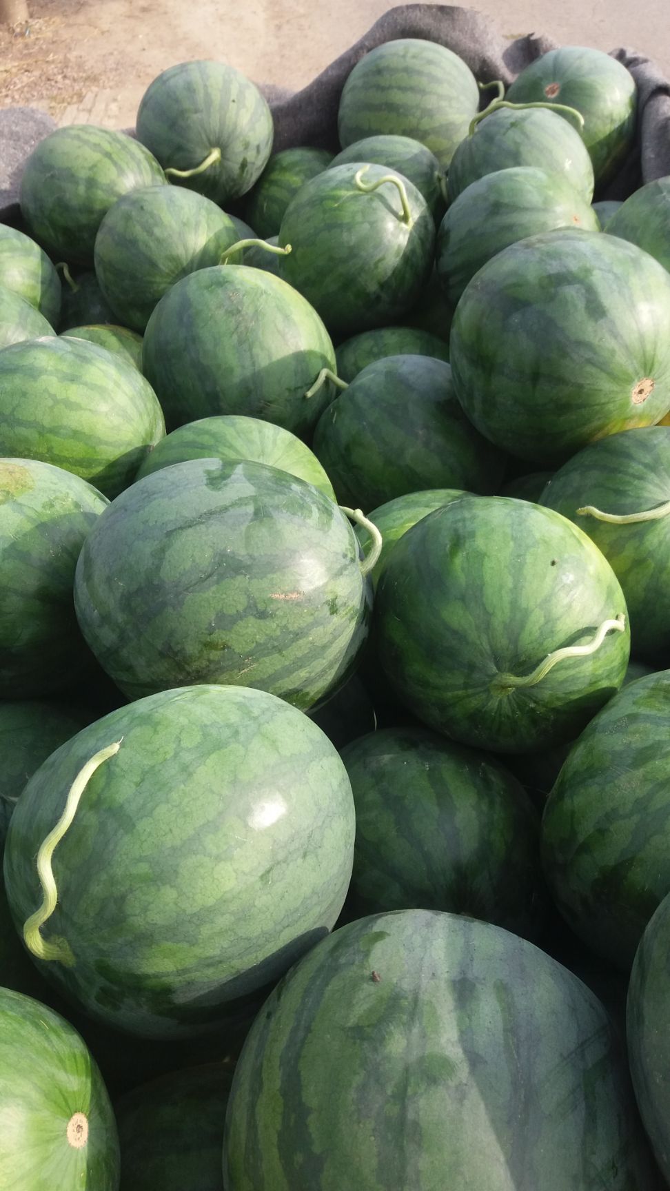 甜王西瓜，各种各样的西瓜看店铺。