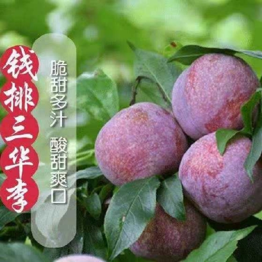 信宜市钱排银妃三华李上市，欢迎大家订购