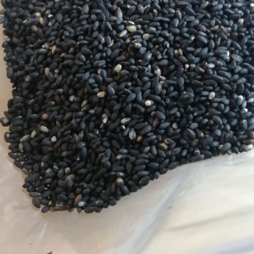 阜阳炒熟黑芝麻高中低档价位，质量保证。量大从优，价格可议。