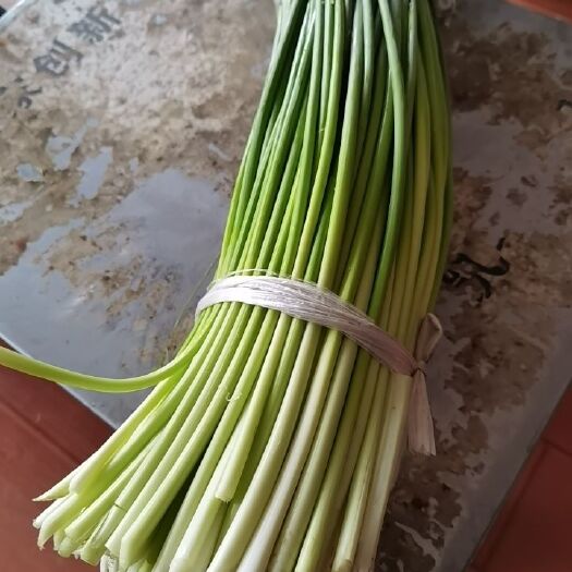 东台市白根蒜苗 优质蒜苗供应
