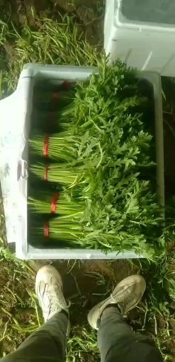【精品茼蒿】大量上市质量好价格优