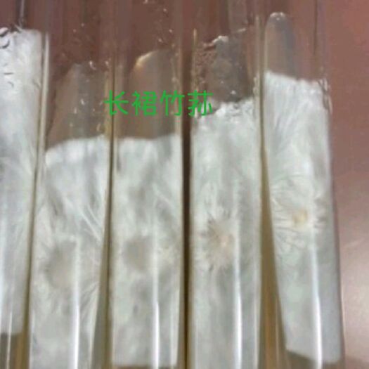 法库县竹荪菌种  长裙竹荪母种试管