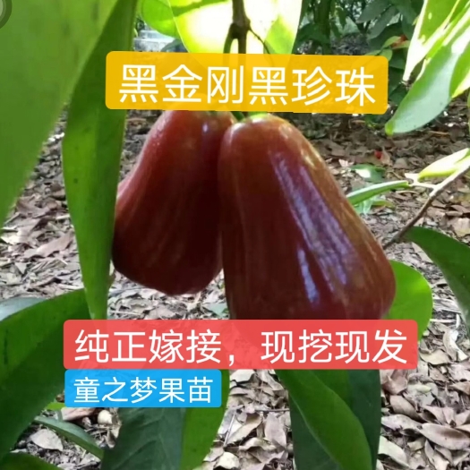 普宁市黑金刚莲雾苗  供应嫁接莲雾黑金刚，黑珍珠，中杯，小杯