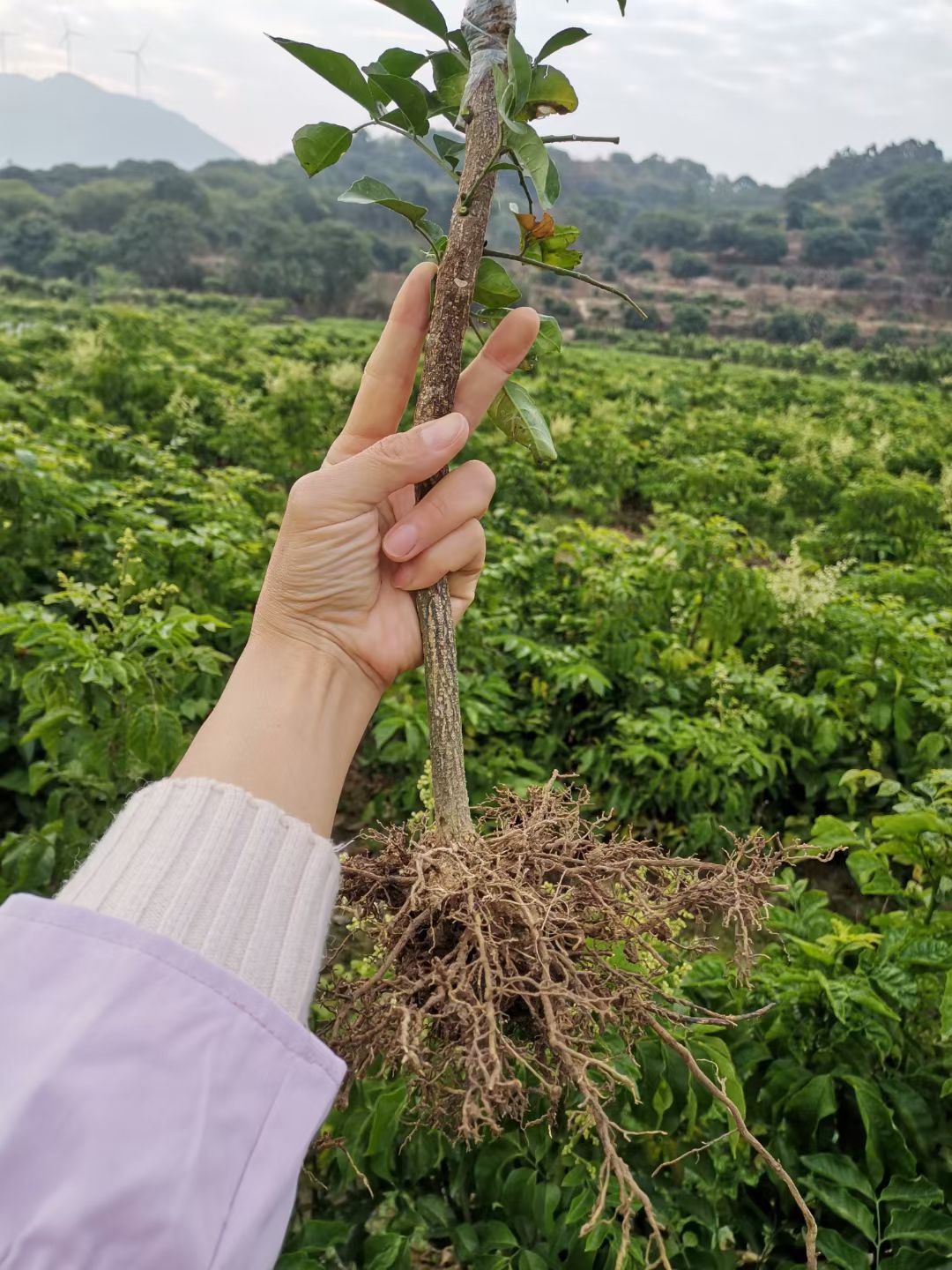 黑黄皮果苗  黑黄皮速长苗大量出售