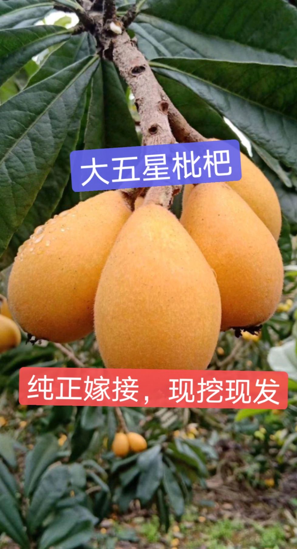 大五星枇杷苗，中杯，小杯