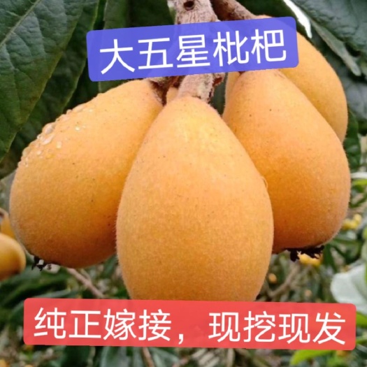 普宁市大五星枇杷苗，中杯，小杯
