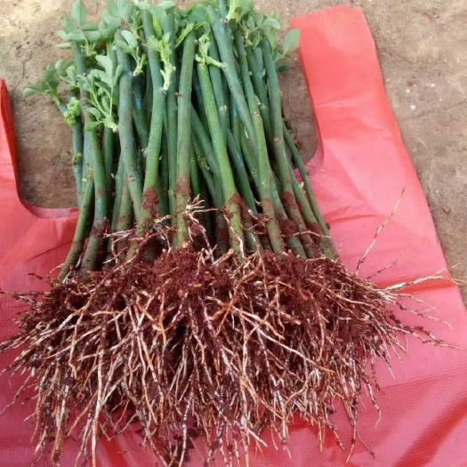 昆明蔷薇苗 无刺蔷薇 根须发达 品质保证 基地直发