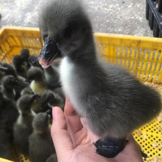 南宁狮头鹅苗  合浦狮头鹅 正宗汕头狮头鹅 马岗鹅 白鹅 打疫苗 繁育场直供