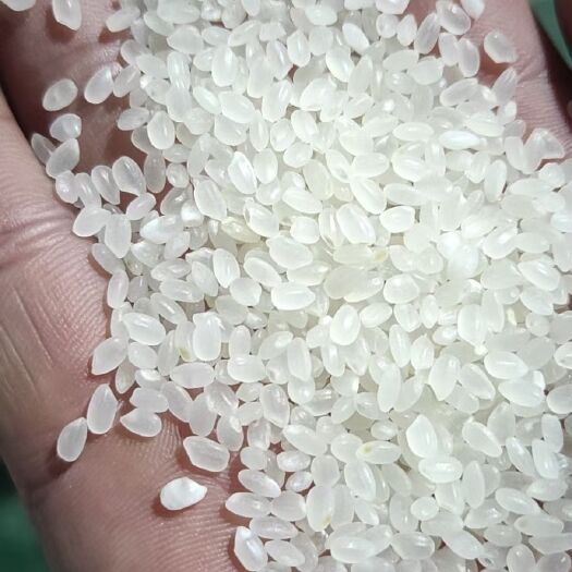 宁安市米粉专用米 黑龙江省牡丹江市宁安市 一等品 一季稻 粳米 