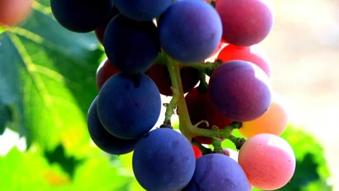 酵素鸡粪，采用酶+菌，分段发酵的生产工艺，腐熟，肥效长久