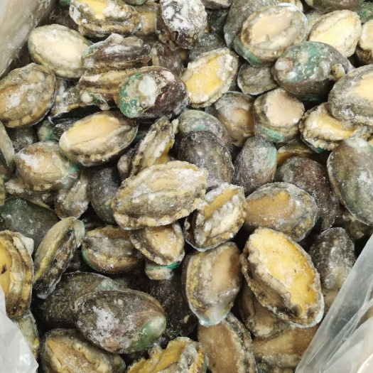 大连单冻鲍鱼