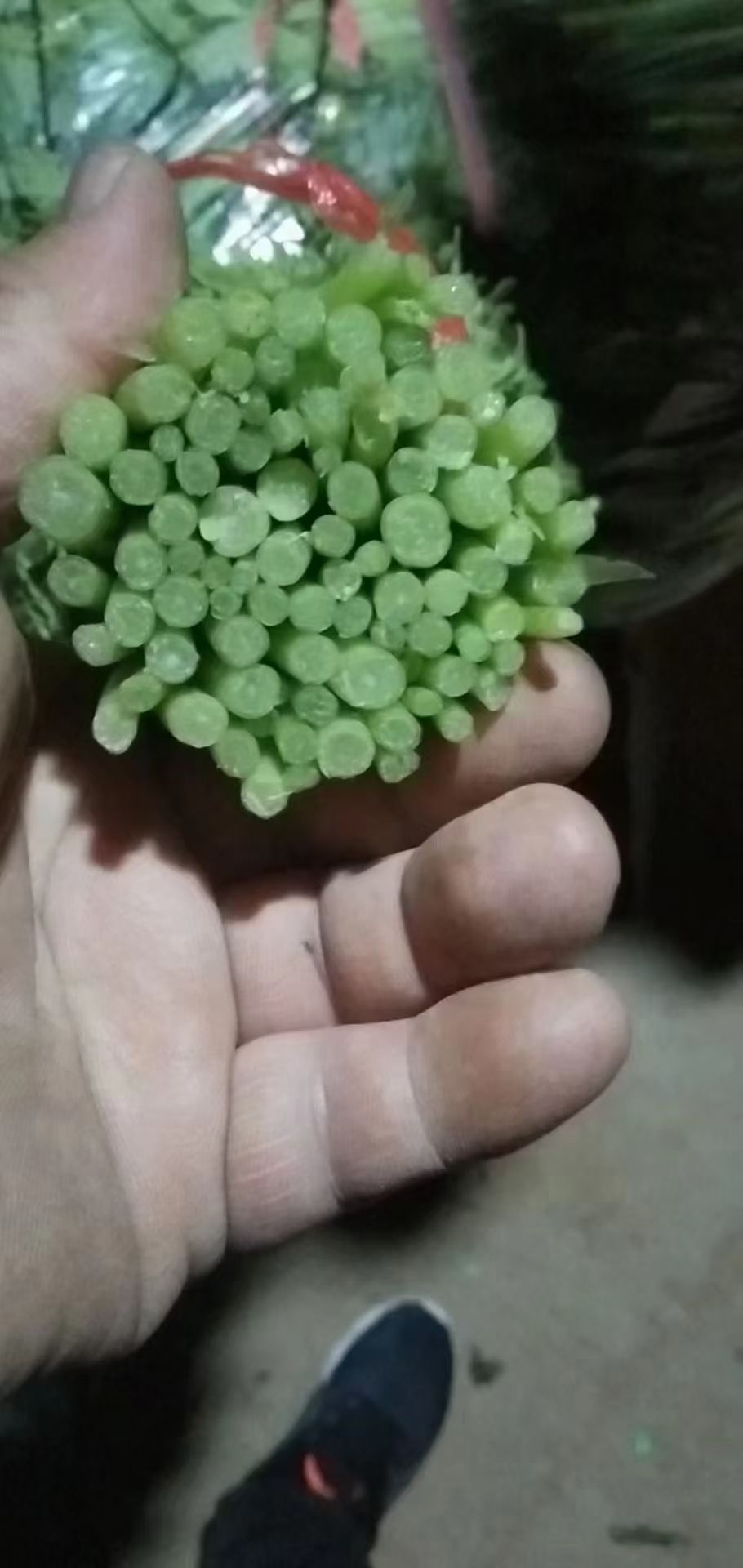 【精品茼蒿】大量上市质量好价格优